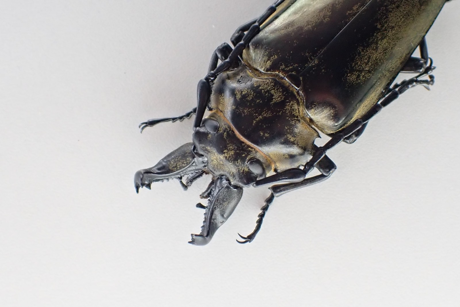 D69639. Insects, Beetles, Trictenotomidae sp. Vietnam North