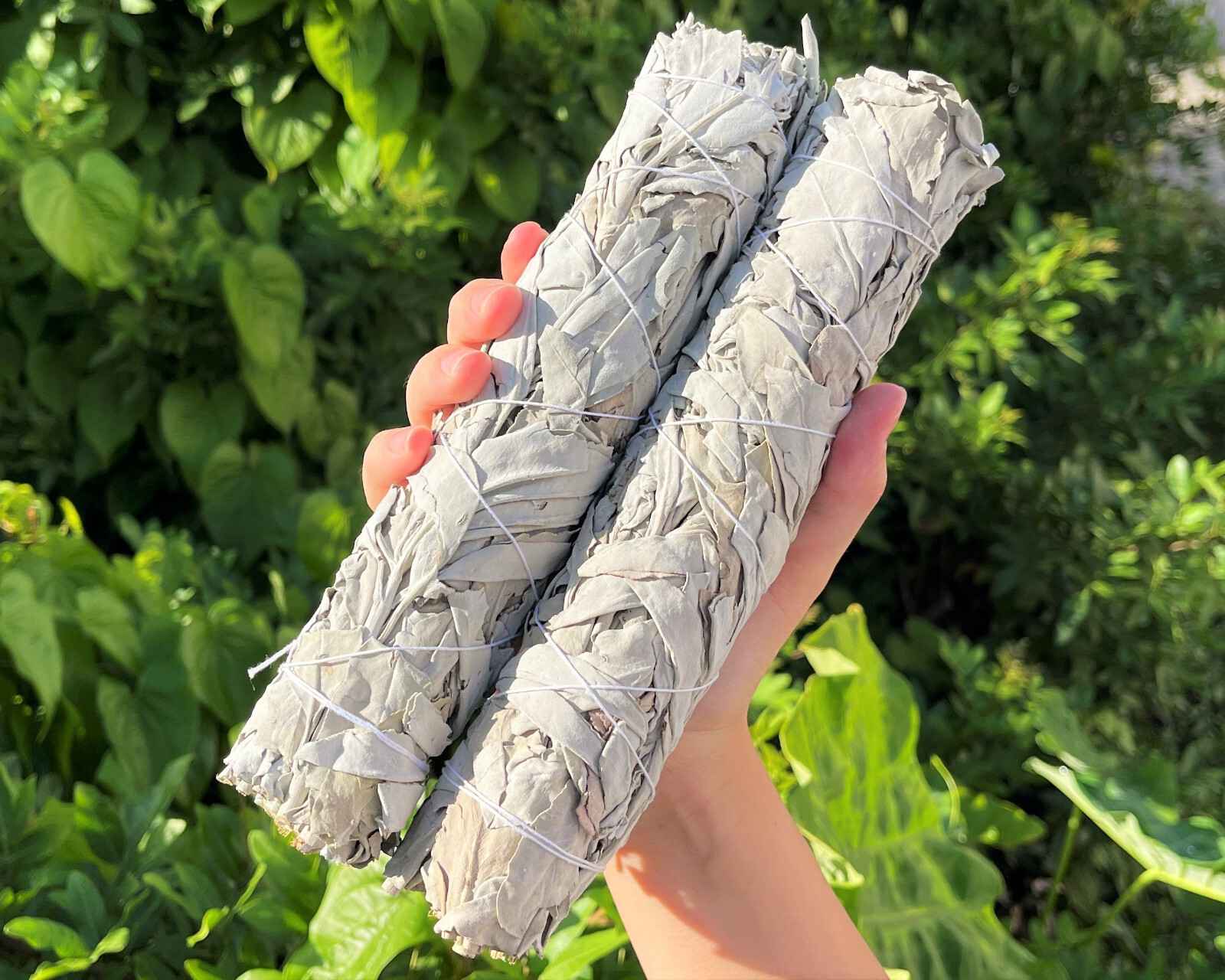 9″ JUMBO White Sage Smudge Bundles – 2 Pack Bulk Lot Large Sticks + Directions