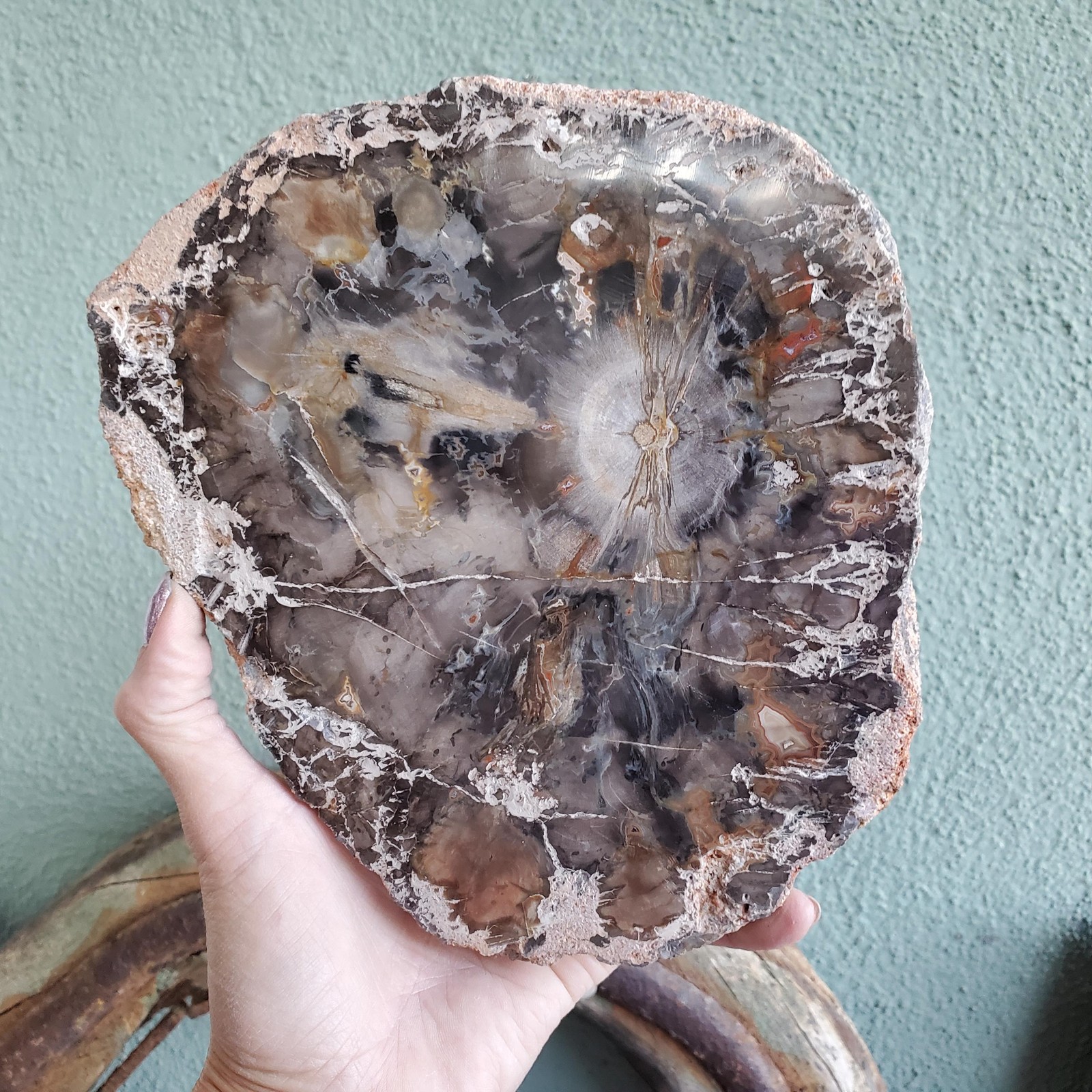 Petrified Wood Large Tree Trunk Slab Slice Display Crystal Decor | 1210 Grams