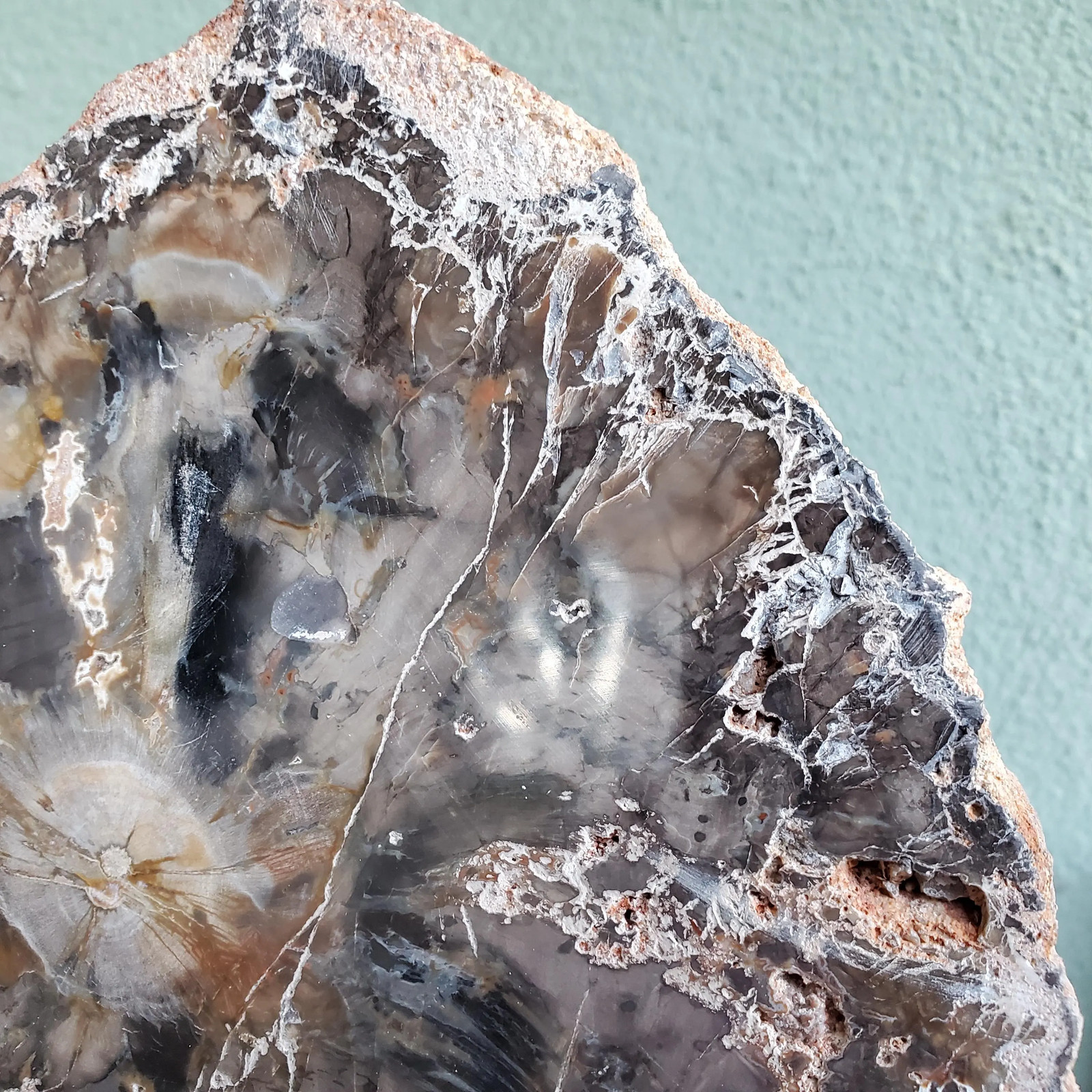 Petrified Wood Large Tree Trunk Slab Slice Display Crystal Decor | 1210 Grams