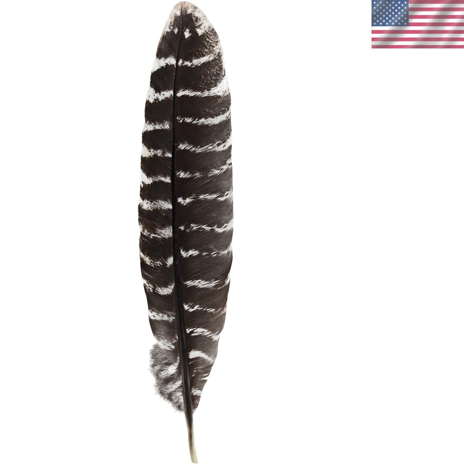 Authentic Large Barred Turkey Feathers for Smudging & Creative Crafts – 10-12 In