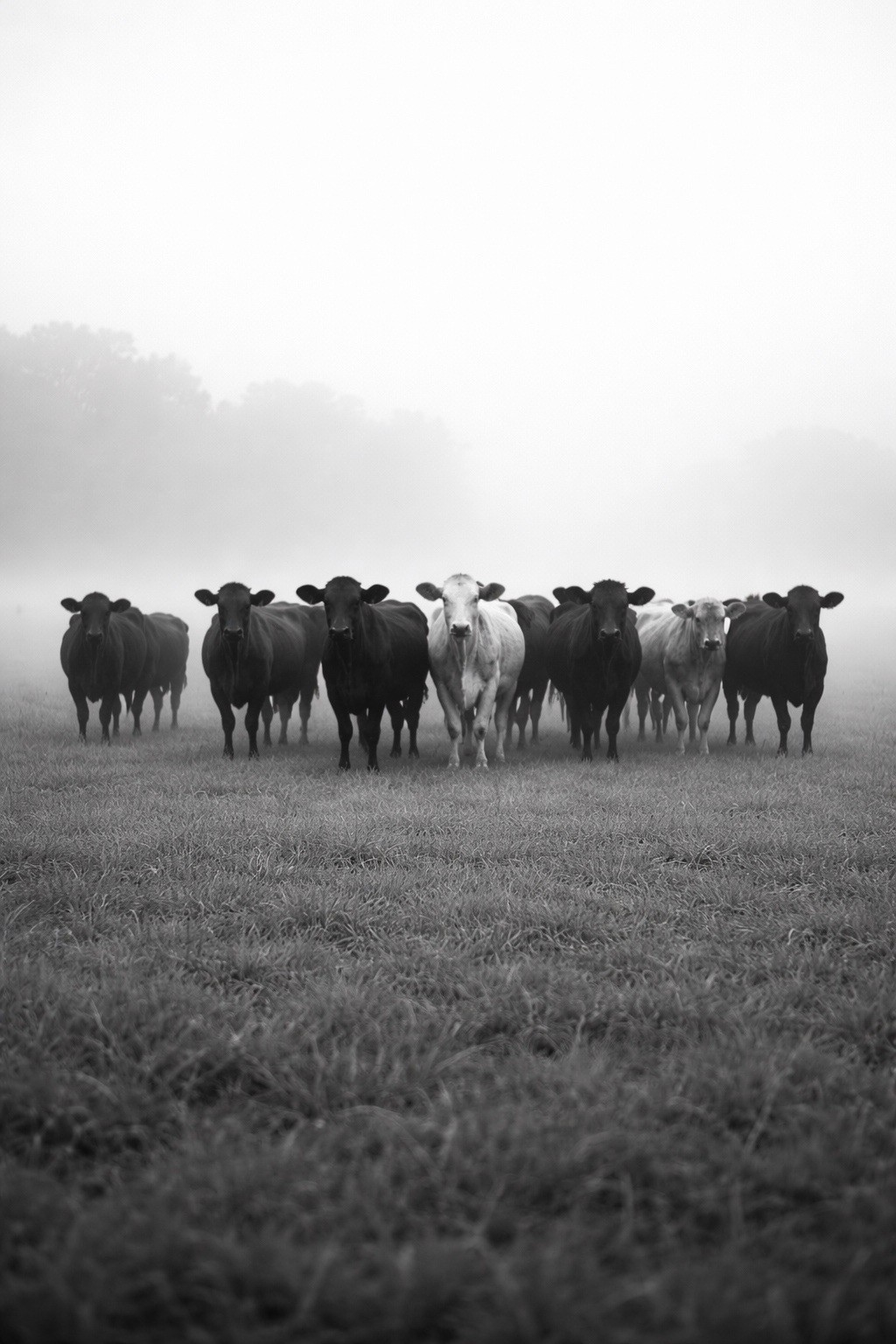 8×10 Photo Print – Herd of Cows in Foggy Field – Black & White Landscape Glossy