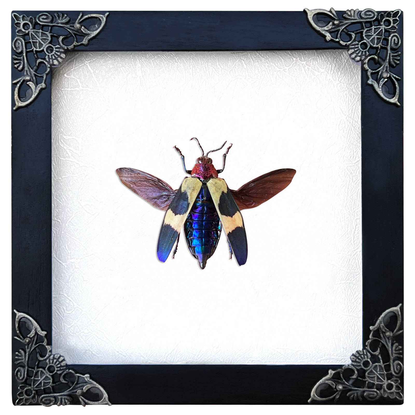 Real Beetle Framed Insects Frame Dried Taxidermy Bugs Gothic Wall Hanging Decor