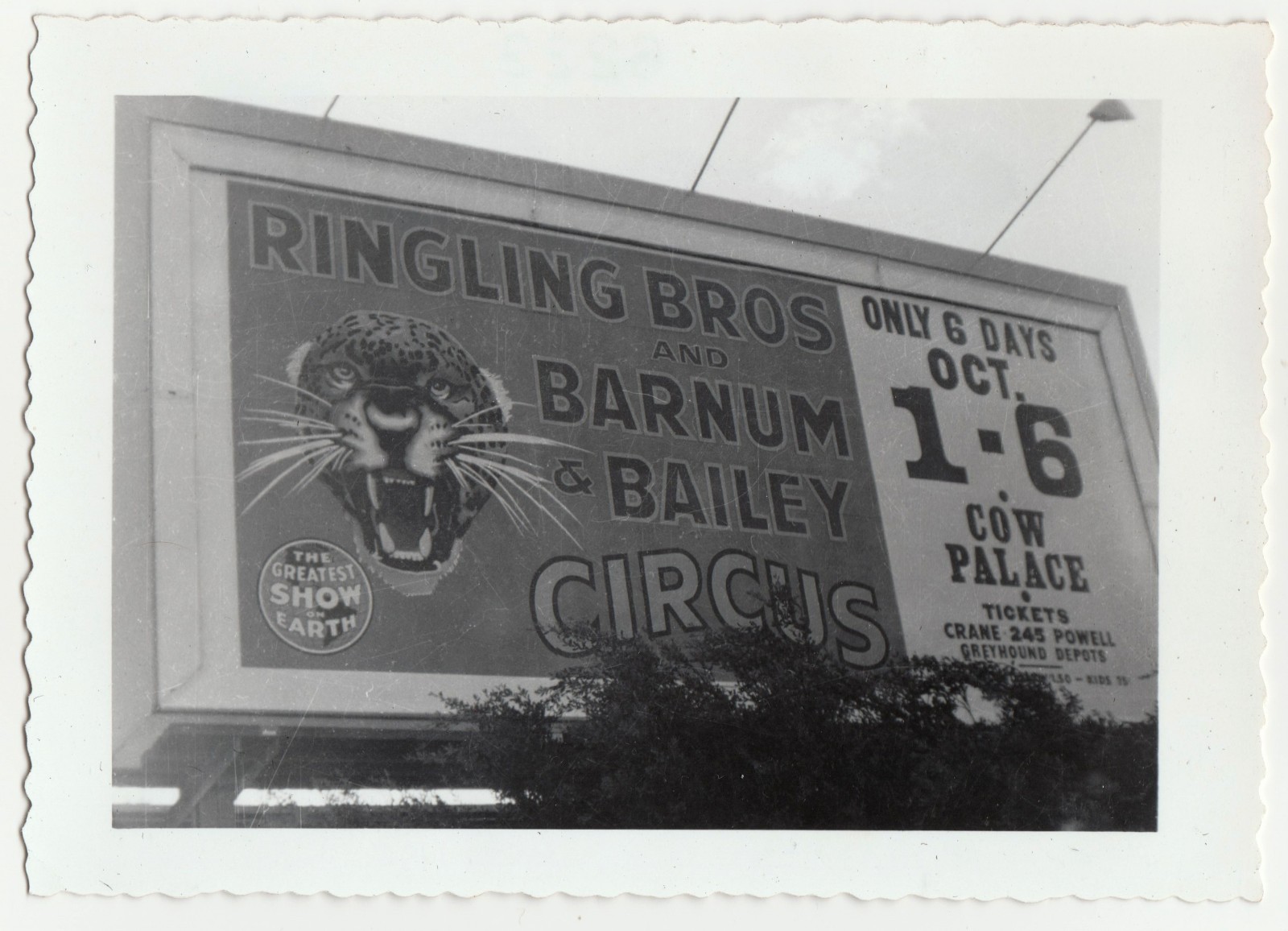 Ringling Bros Barnum & Bailey Circus Billboard Cow Palace Photo c1950s