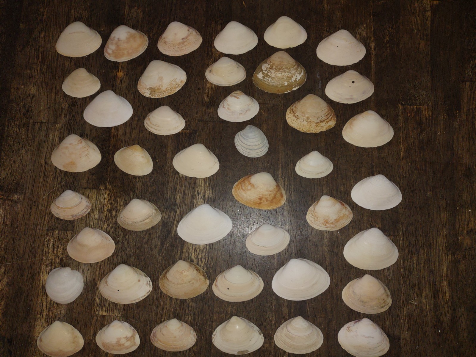 1.5 To 2.5″ North Atlantic Lot Of 40 Small Surf Clam Half Shells -Craft Decopage