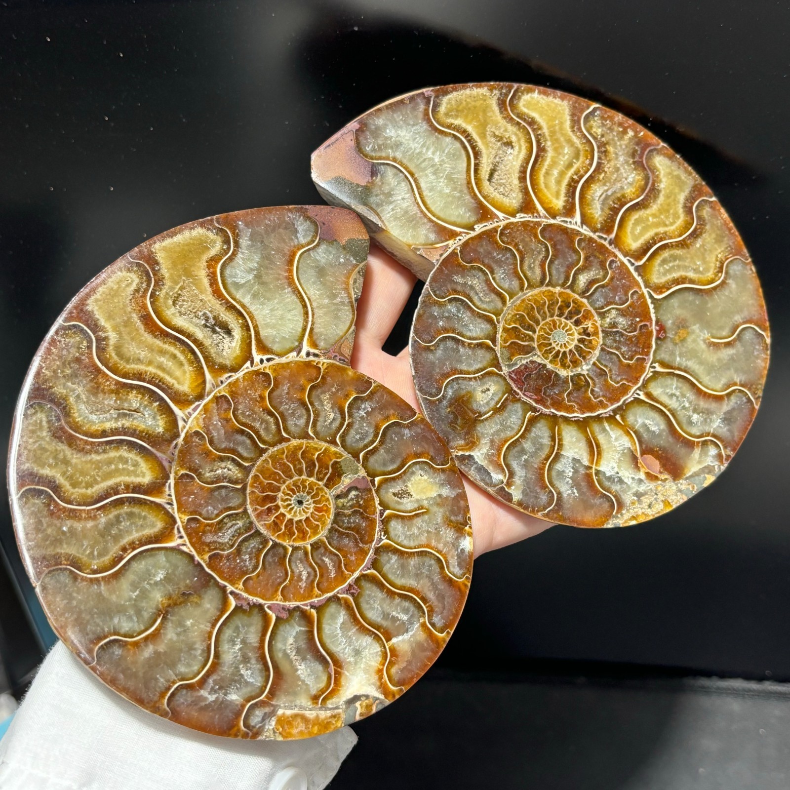 TOP 200G+ Natural ammonite fossil conch crystal specimen healing care 1pc