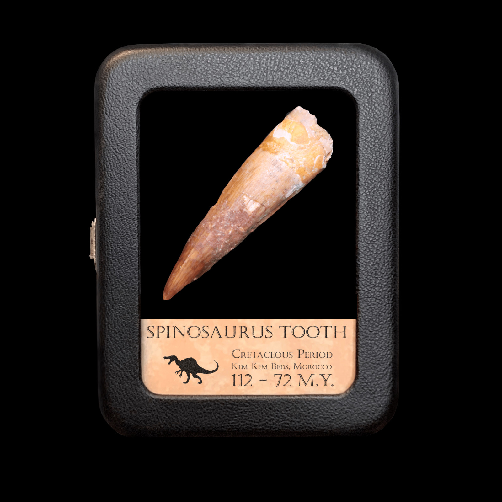 Original Spinosaurus Tooth – Excellent Quality – With Display Case