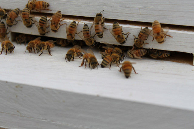 28 REAL Fresh Honeybees 28 FRESH ITALIAN HONNY BEES Fresh Dead SPECIMEN INSECT