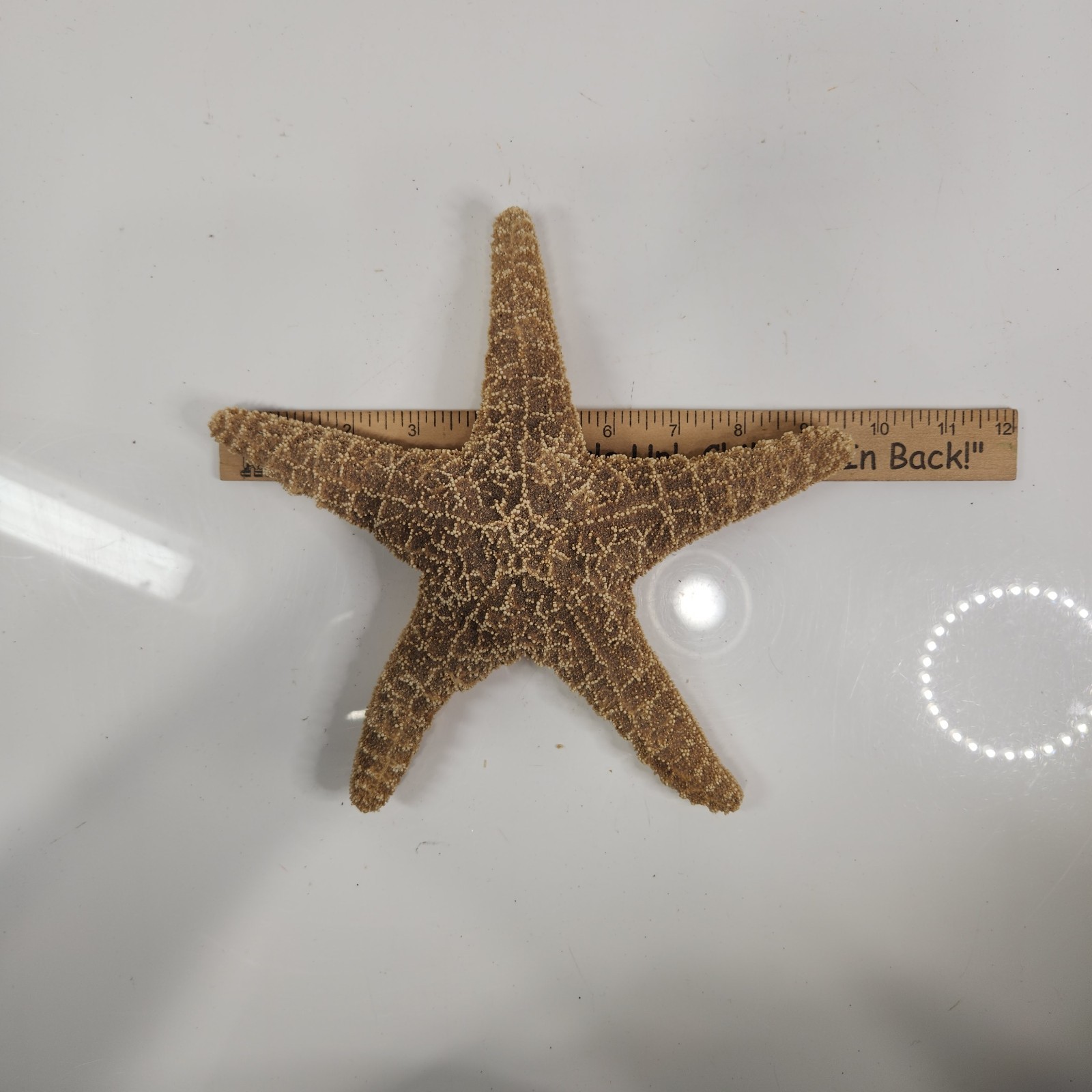 Starfish 9.5in Real Specimen Large Dried Seashell Beach Ocean Home Decor