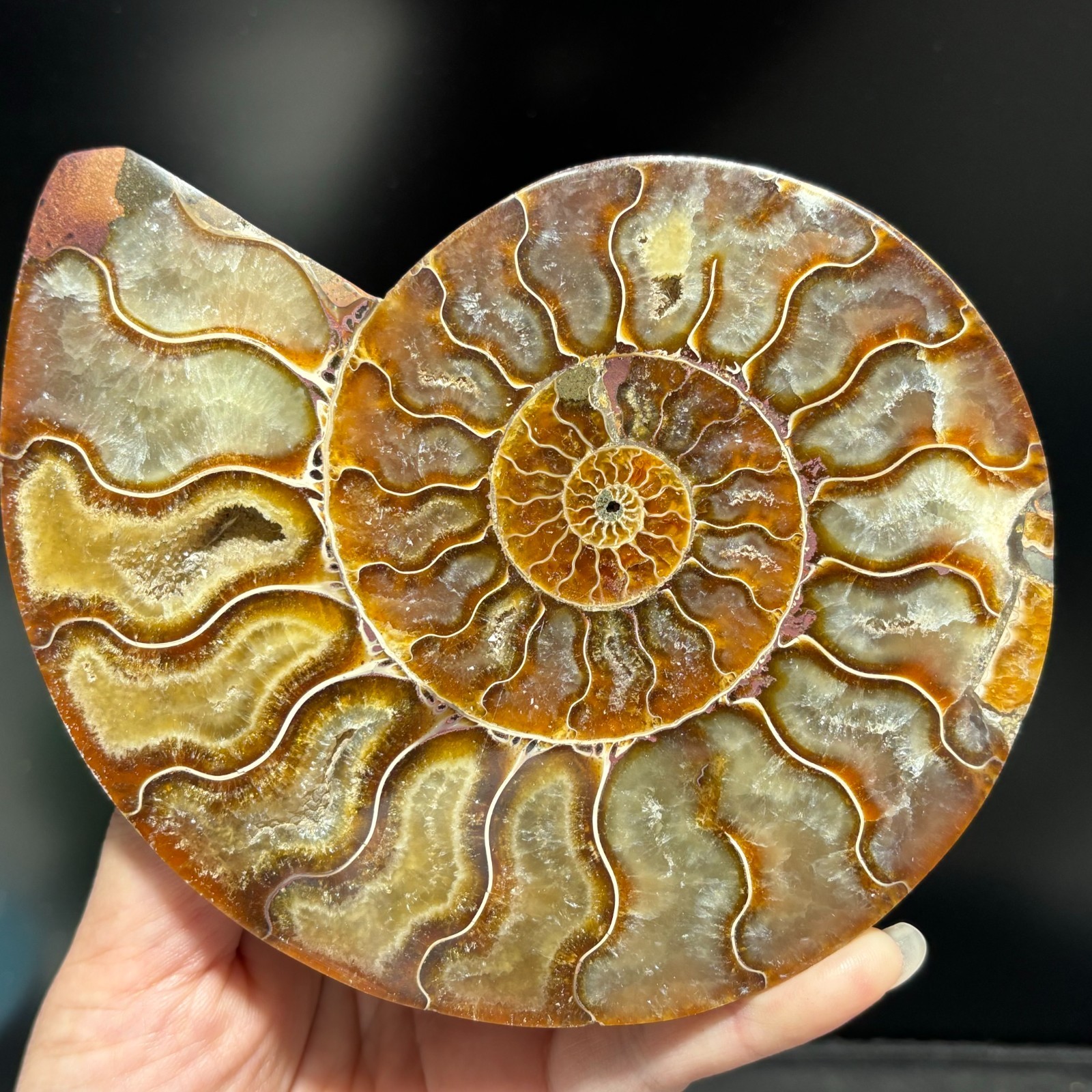 TOP 200G+ Natural ammonite fossil conch crystal specimen healing care 1pc