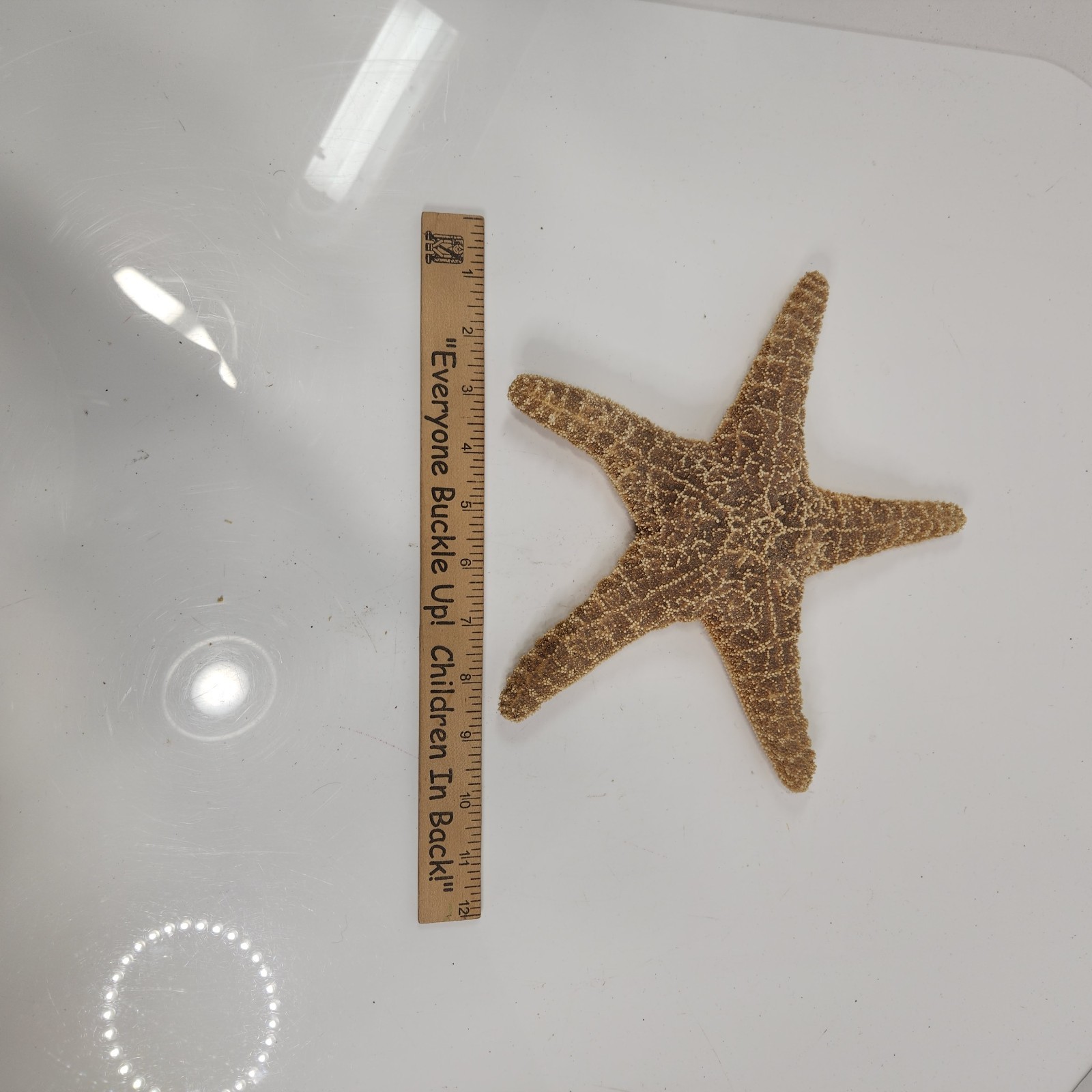 Starfish 9.5in Real Specimen Large Dried Seashell Beach Ocean Home Decor