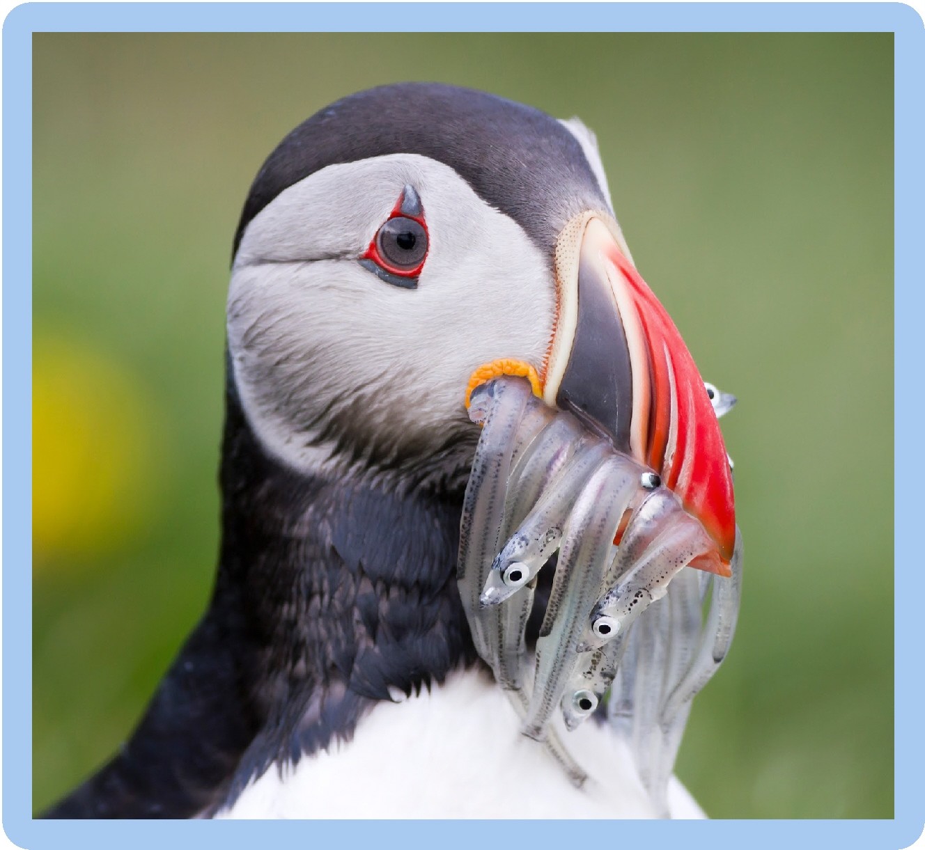 Sad Puffin Fish Delivery Refrigerator / Locker / Tool Box Magnet