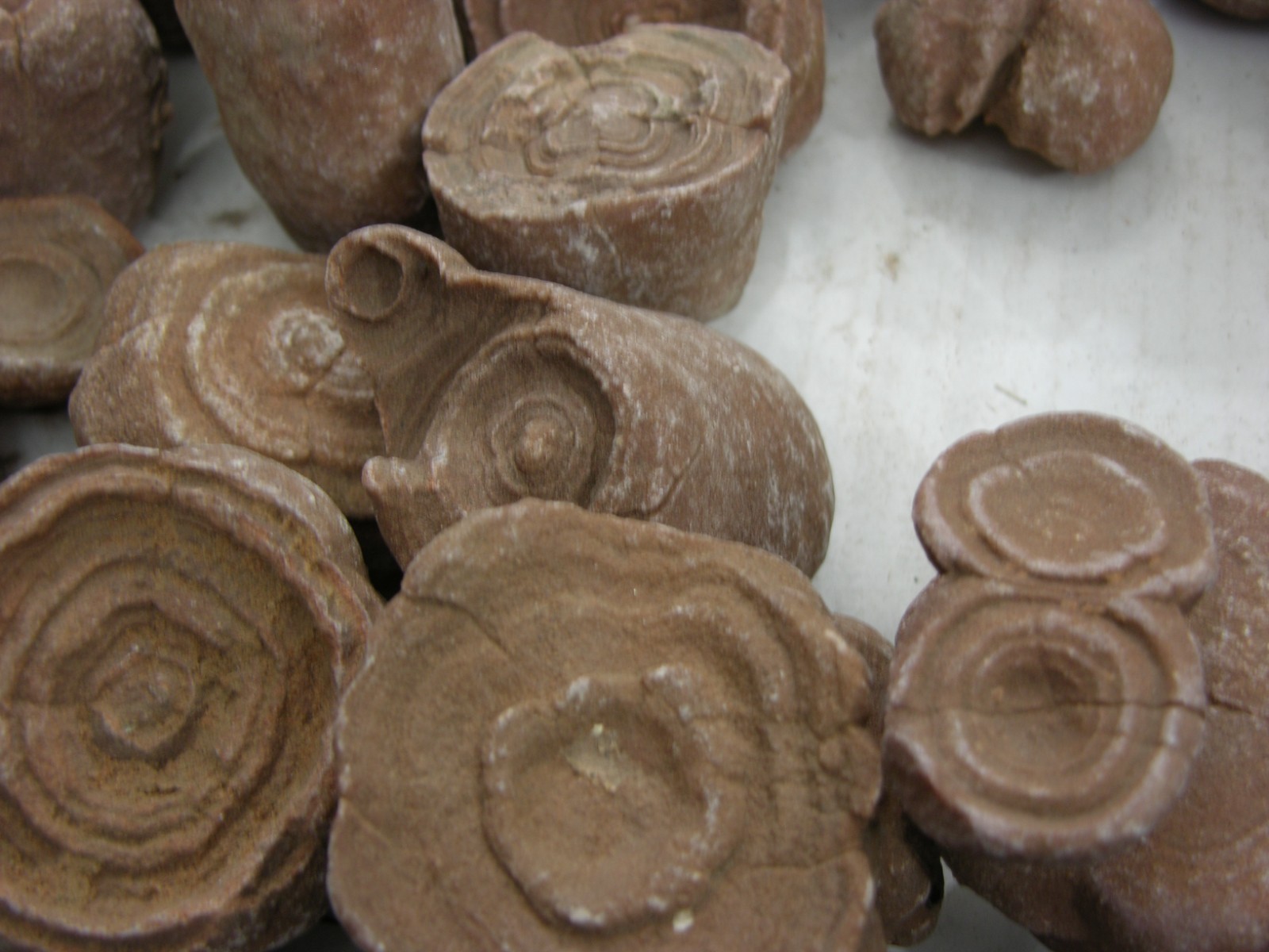 Stromatolite fossils big 1.5-3″ ancient earth life 1 billion years 2 fossil lots