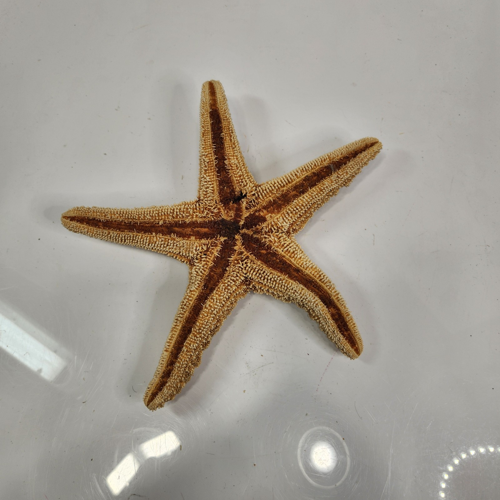 Starfish 9.5in Real Specimen Large Dried Seashell Beach Ocean Home Decor