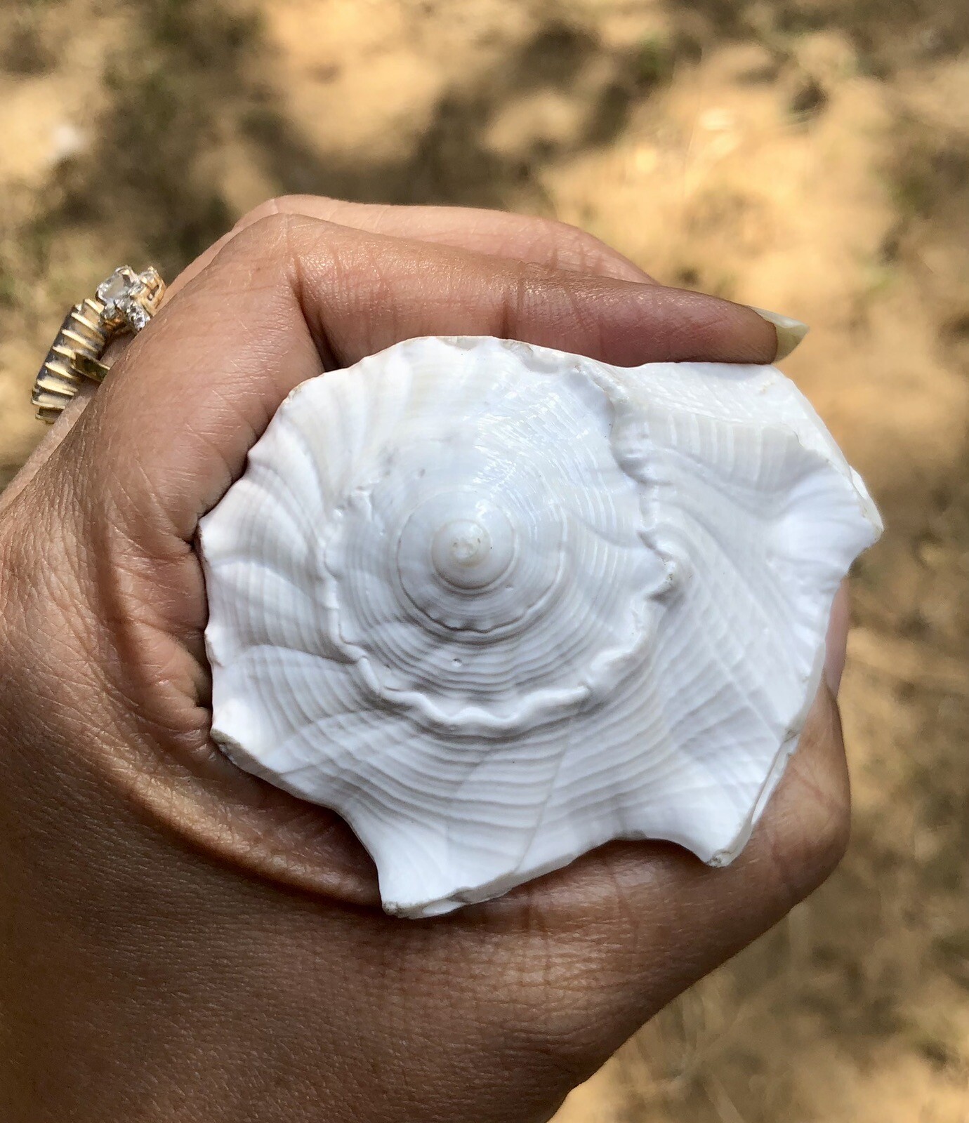 Dakshinavarti Natural Shankh/Laxmi Shankh for Pooja, Right Handed Conch Shell
