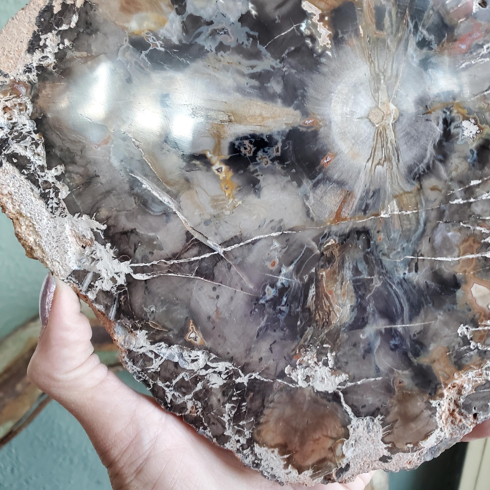 Petrified Wood Large Tree Trunk Slab Slice Display Crystal Decor | 1210 Grams