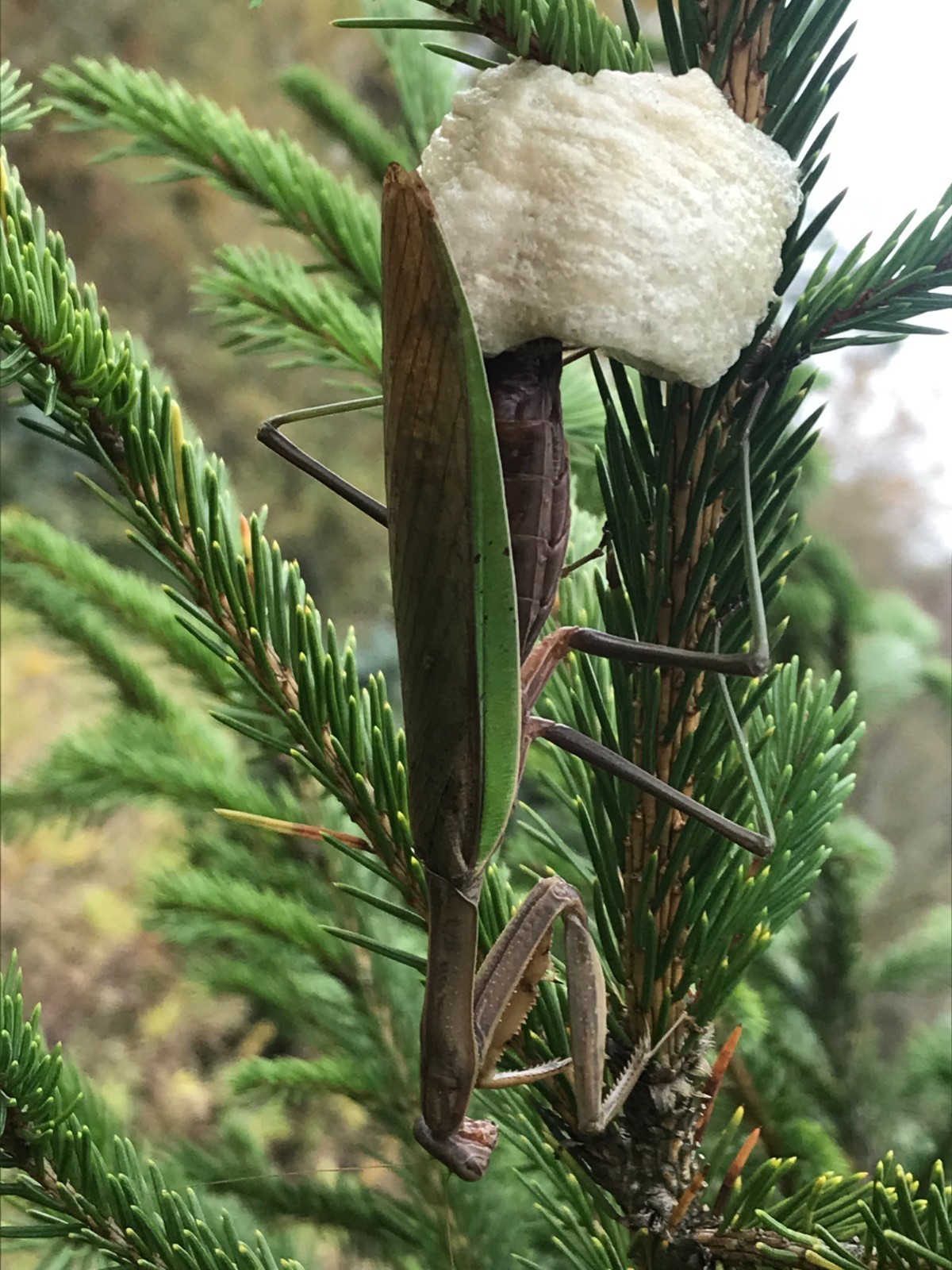 3 Praying Mantis Egg + Praying Mantis Egg Cases + FREE HATCHING BAG 2022 Season