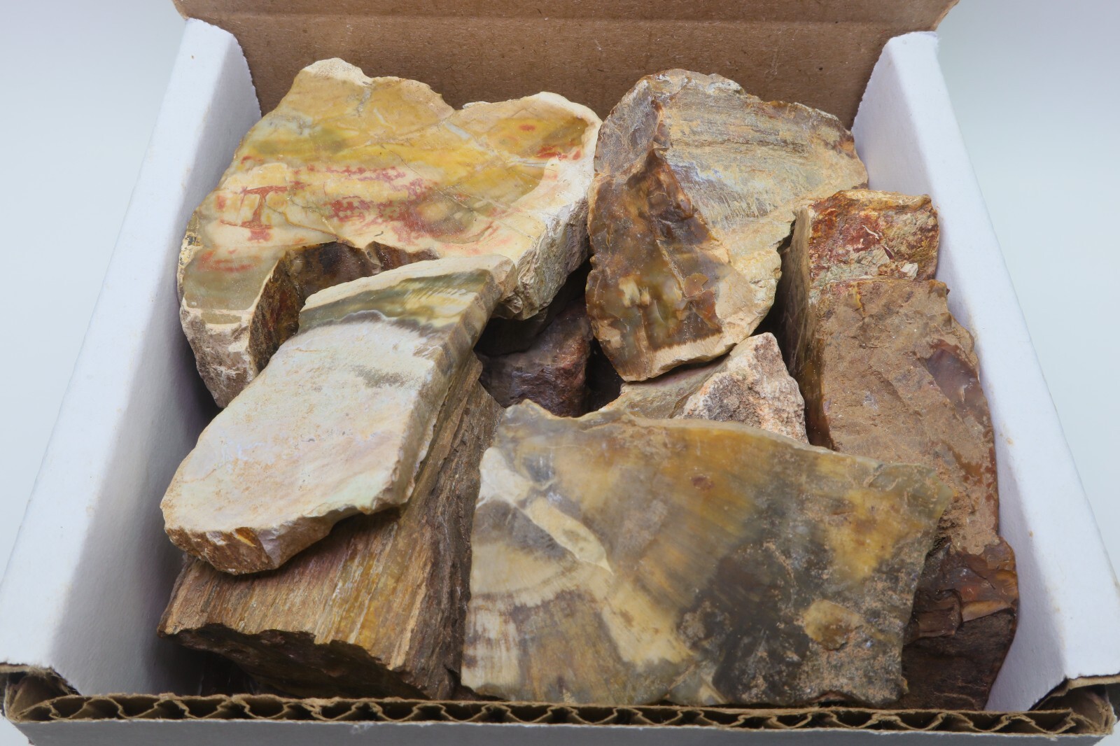 Petrified Wood 1 Lb Rough Natural Stones Bulk Wholesale Raw Mineral Specimens