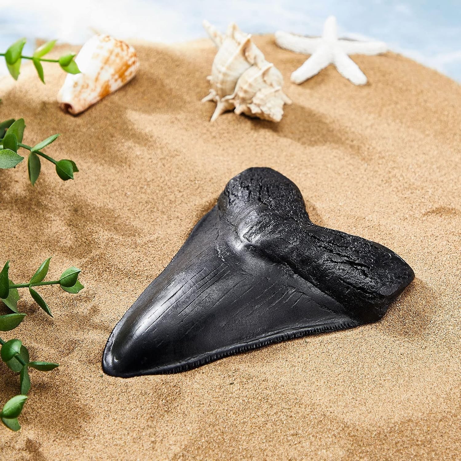 5.5 Inch Megalodon Tooth Black With Serrations – FREE SHIPPING