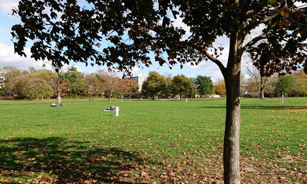 Auf dem Bild sieht man einen Ahornbaum im herbstlichen Alaunpark. Im Hintergrund sind im Gras sitzende Menschen zu sehen.